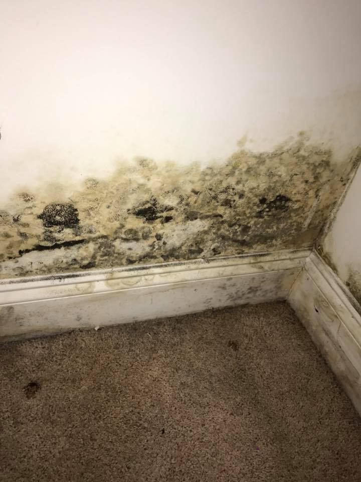 mold removal versus mold remediation