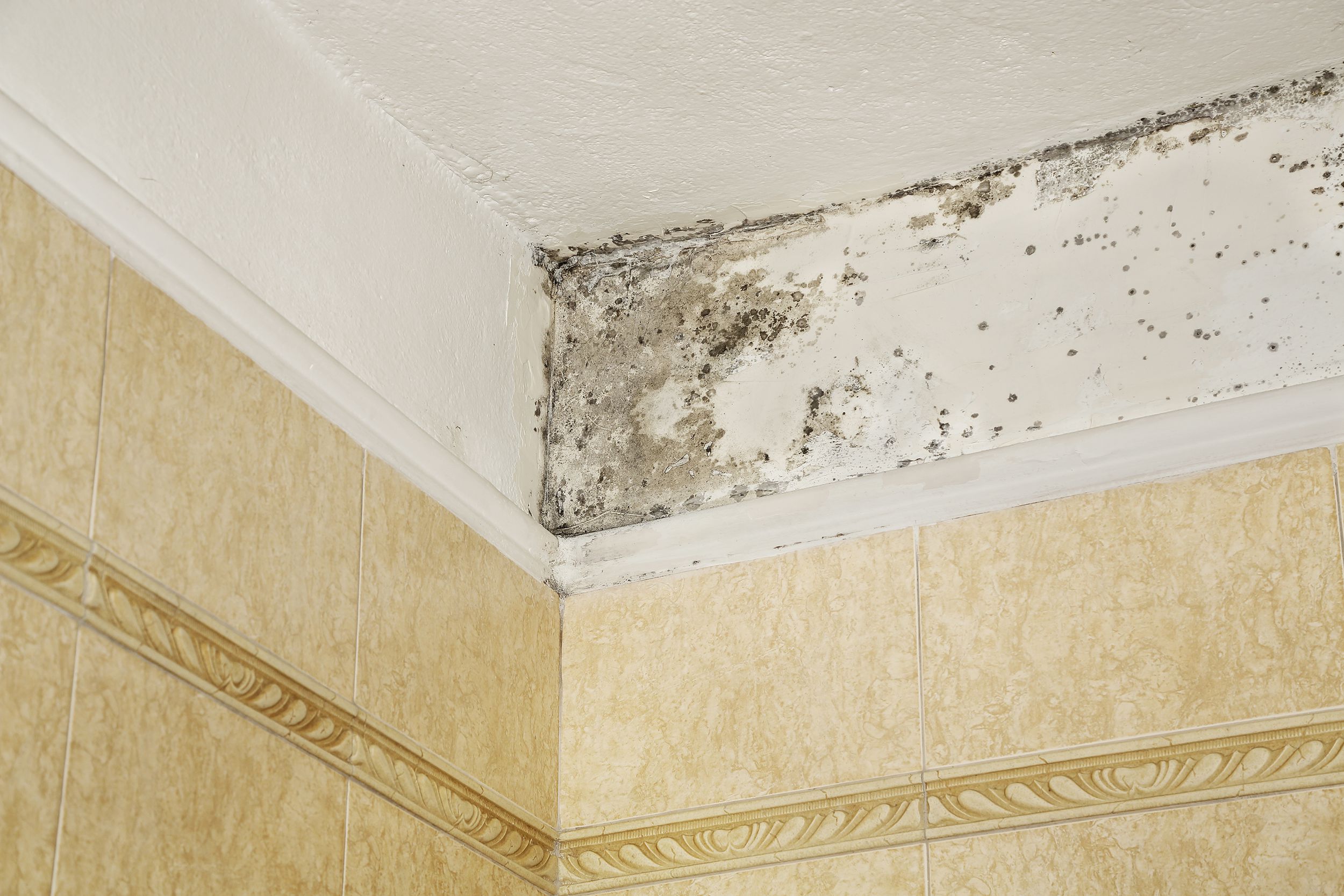 How To Remove Mold In The Bathroom