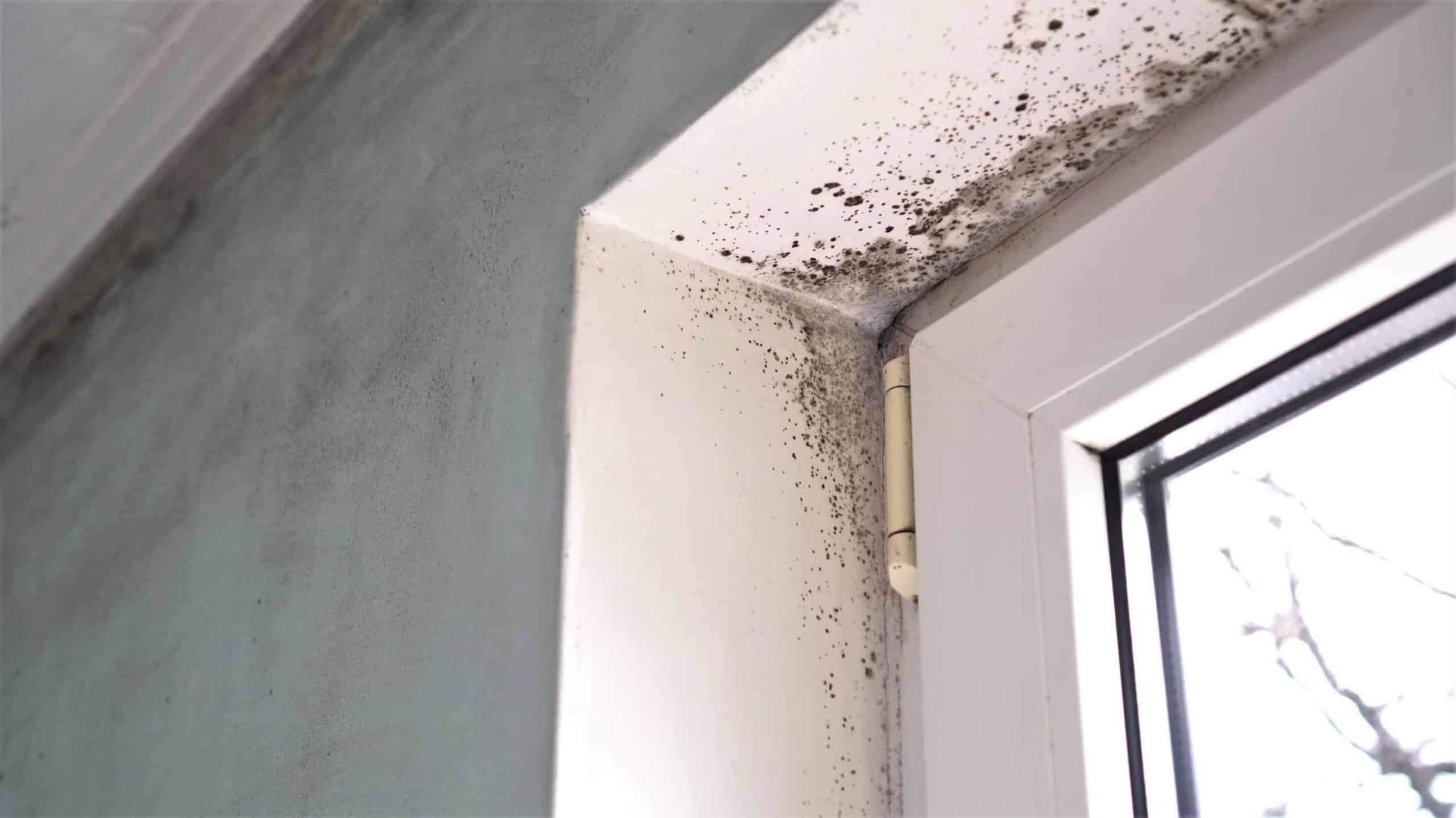 Mold Remediation